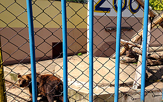 Braniewo – najmniejsze zoo? Braniewo – najmniejsze zoo?